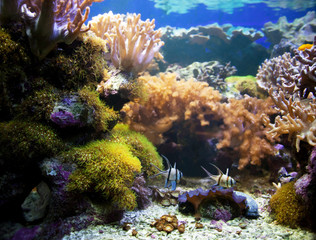 Naklejka na ściany i meble Underwater life. Coral reef, fish.