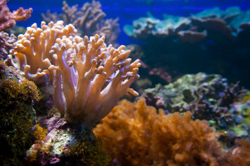 Naklejka na ściany i meble Underwater life. Coral reef, fish.