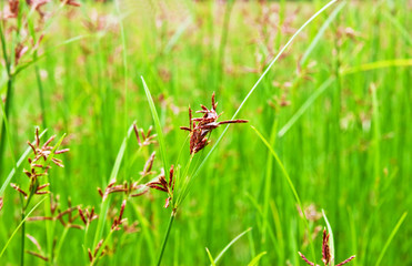 Green grass blossom background