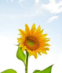 Obraz premium sunflower blooming in sunshine day