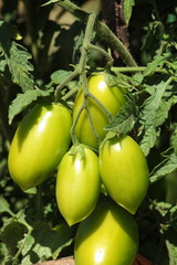 Tomates verdes