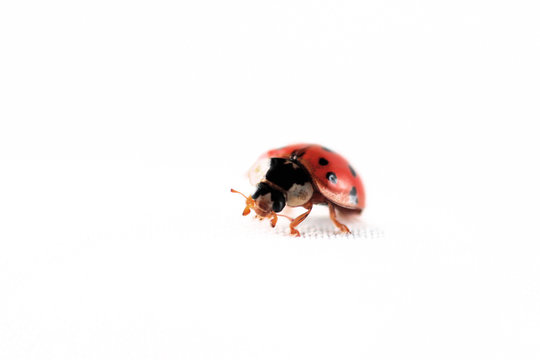 coccinella