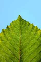 Green Leaf
