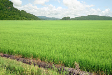 Rice on sky.