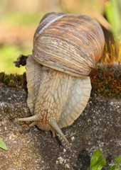 Weinbergschnecke