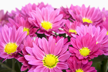 Nahaufnahme von rosafarbenen Blüten einer Aster