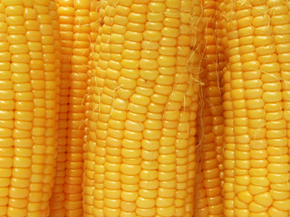yellow corn background