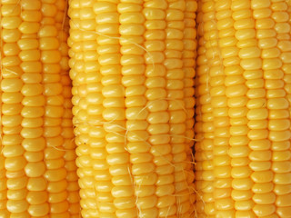 yellow corn background