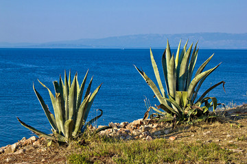 Agave plants by the sea - aloe