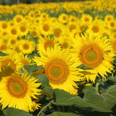 flowering sunflowers closeup, Tuscany
