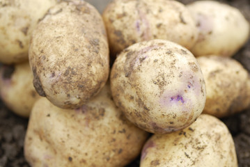 Fototapeta na wymiar Freshly harvested organic allotmen potatoes.