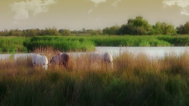 tardo pomeriggio in camargue