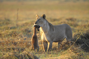 Lioness with prey.