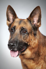 German shepherd dog