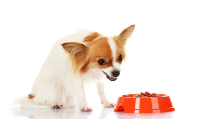 little dog and meal in bowl isolated on white