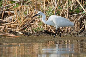aigrette garzette