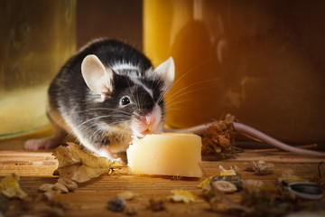 Small mouse eating cheese in basement