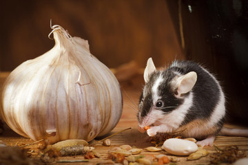 Small mouse with garlic in basement