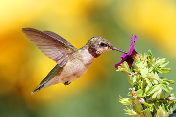 Fototapeta na wymiar Juvenile Ruby-throated Hummingbird (archilochus colubris)