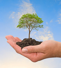 tree in hand