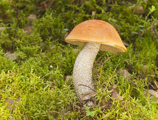 orange-capped bolete