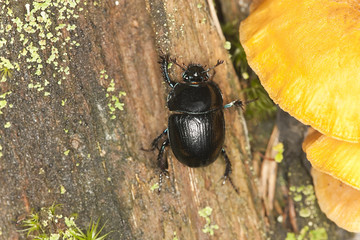 Dor-beetle climbing a tree, macro photo