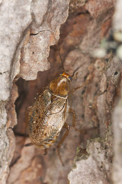Dusk cockroach (Ectobius lapponicus)