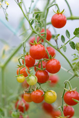 マイクロトマト