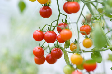 マイクロトマト