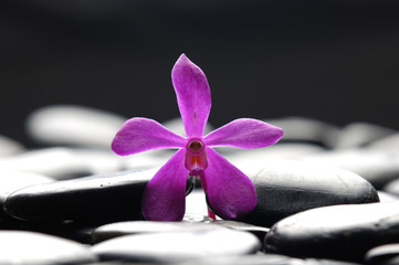 still life with macro of red orchid on pebble