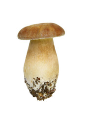 Boletus edulis on white background