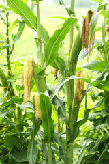 Field of green corn