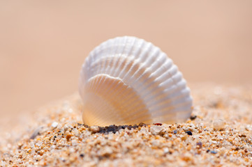 Seashell on sand close up.