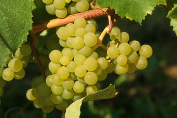 grappe de raisins blancs