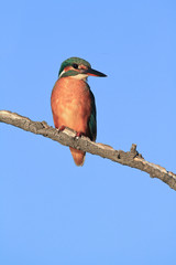 martin pecheur sur sa branche