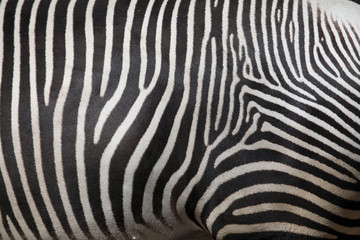 Fototapeta na wymiar Zebra - Detail