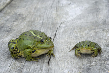 Two green european frogs