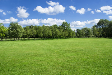 Summer landscape of grass and trees