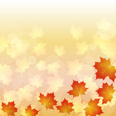 Naklejka na ściany i meble maple of autumn background