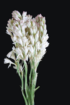 Fototapeta Bunch of Tuberose stems against black background