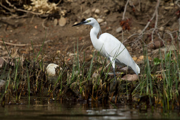 aigrette garzette