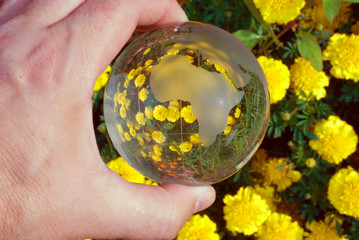проекция желтых цветов в кристально чистом глобусе