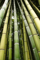Bambu going up