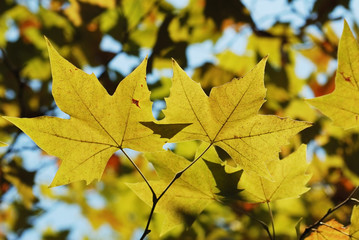 Yellow leaves