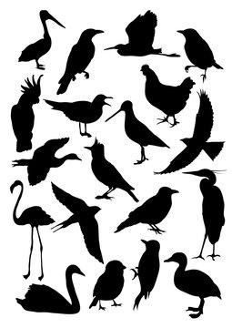 Silhouettes of birds