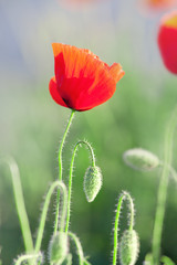 Red Poppy on a green background