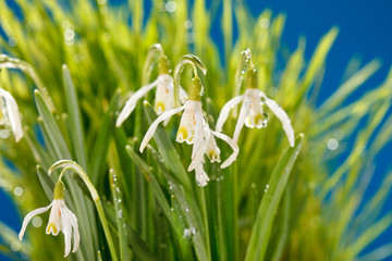 Snowdrop flowers