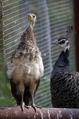 Blauer Pfau (Küken)