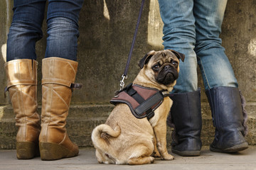 Mops