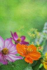 cosmos and herbs
